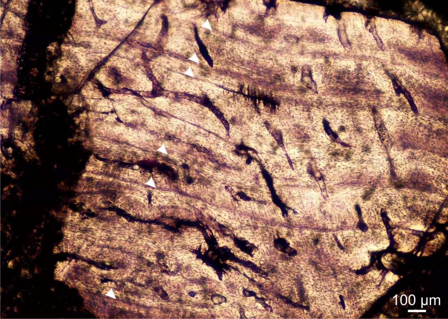 Closely spaced growth rings at the periphery of the fossil show that the animal is an adult
