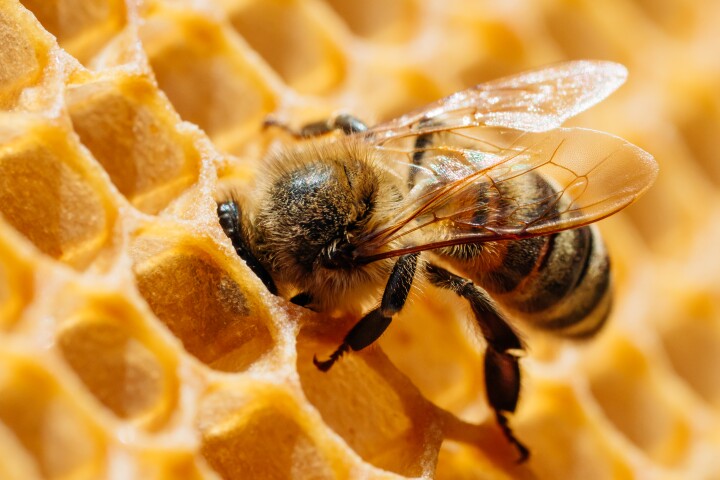 A robotic hive was able to help honeybee colonies endure through extreme winter weather
