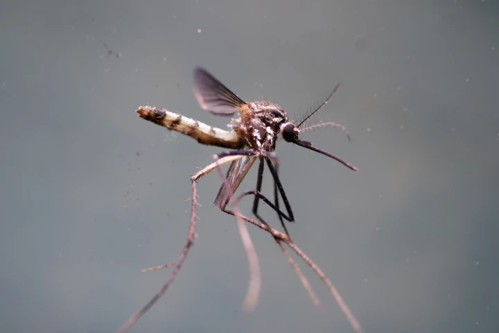 The ability of mosquitoes to navigate in the dark has inspired a new obstacle avoidance system for drones
