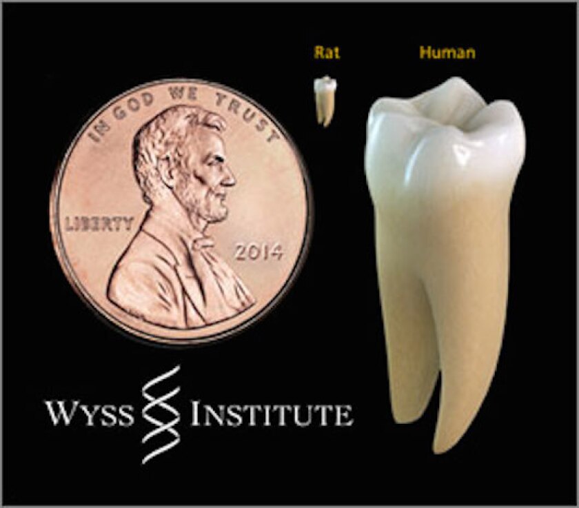 Performing dentistry on rat teeth takes extreme precision and is actually harder than the same procedure on human teeth (Image: ames Weaver, Harvard's Wyss Institute)