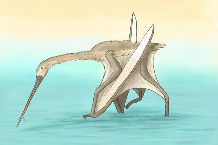 Because Leptostomia begaaensis' beak was so unlike those of other pterosaurs, it is thought that paleontologists may have been uncovering the fossilized beaks for some time now, without realizing what they were from