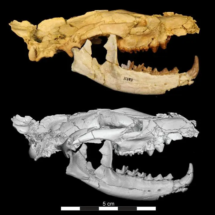 The skull of the newly identified Masrasector nananubis, a 34-million-year-old predator that roamed the Earth before modern-day lions and hyenas