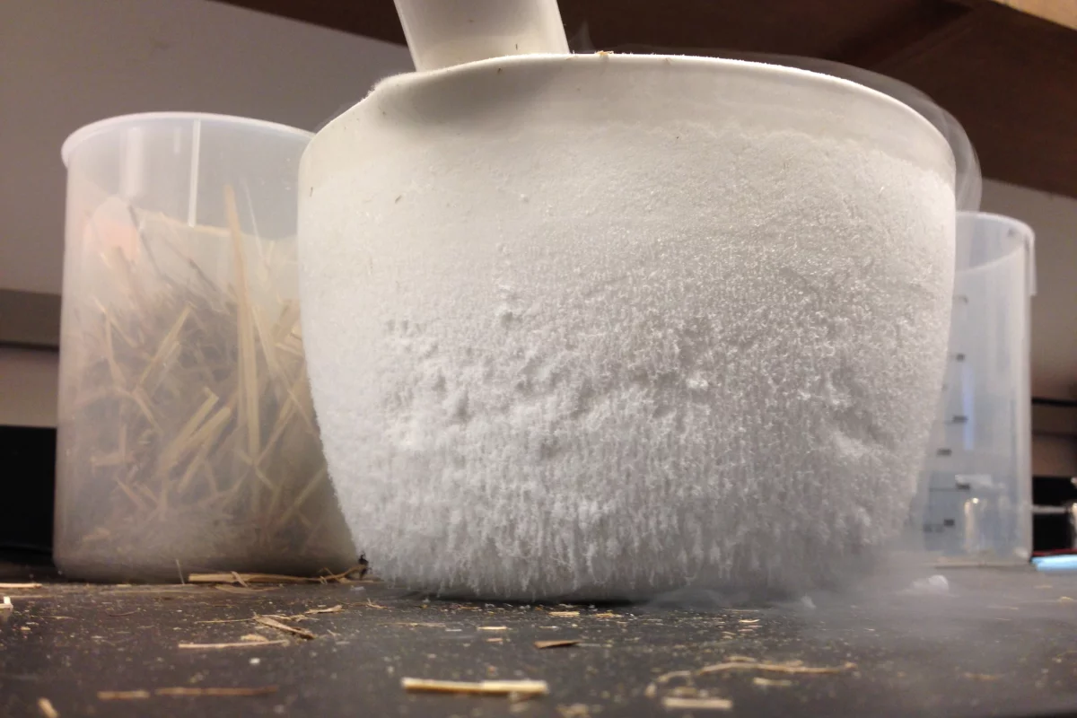 Nitrogen gas promises a quicker, cheaper, cleaner way to increase production in bioethanol-producing microbes (Photo: Indiana University)