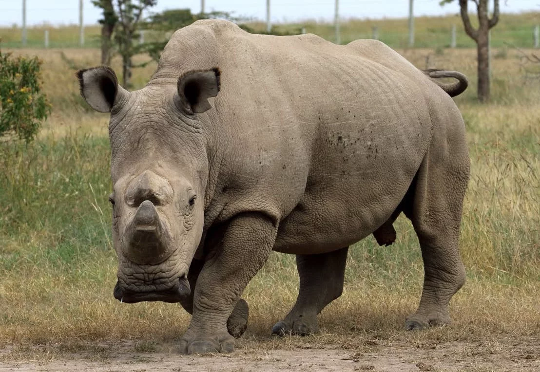 Can science help save functionally extinct species like the northern white rhino?
