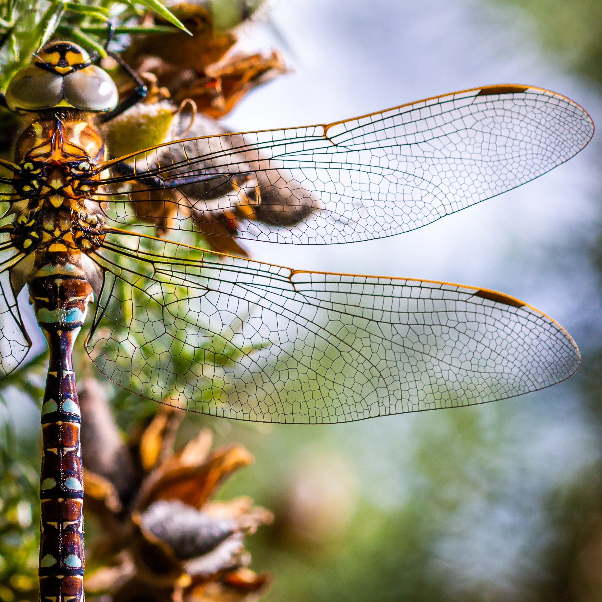 Shortlisted - 'Dragonfly'. North York Moors National Park