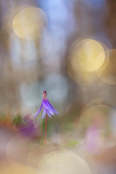 Ballerina by Henrik Spranz was the third place winner in the Plants & Fungi category of the 2020 Close-up Photographer of the Year. A “nice, dreamy bokeh” effect emphasizes the delicate nature of this dog’s tooth violet bloom.