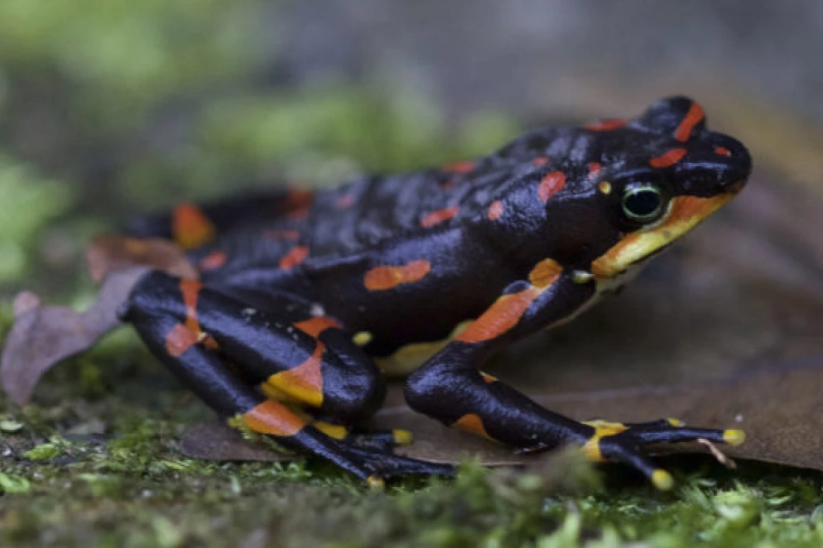 A new study has found endangered vertebrates around the world, such as Costa Rica's harlequin frog, are disappearing at unprecedented rates