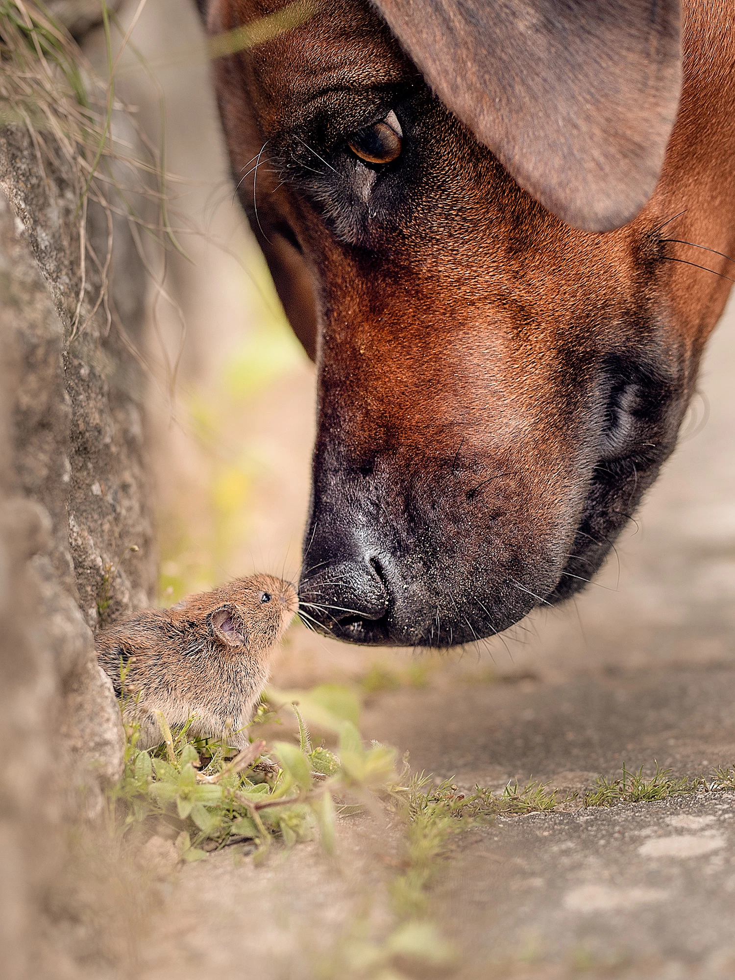 "Who Are You?" (Germany)