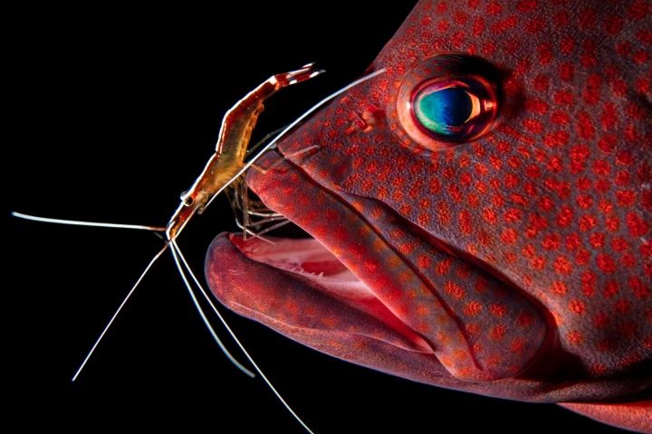 Professional shortlist: A white-banded cleaner shrimp hopped into the mouth of a grouper