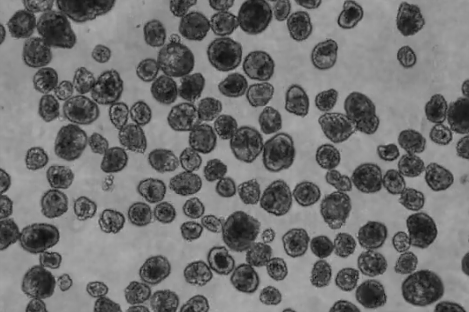 A group of Anthrobots, each with its own size and shape.