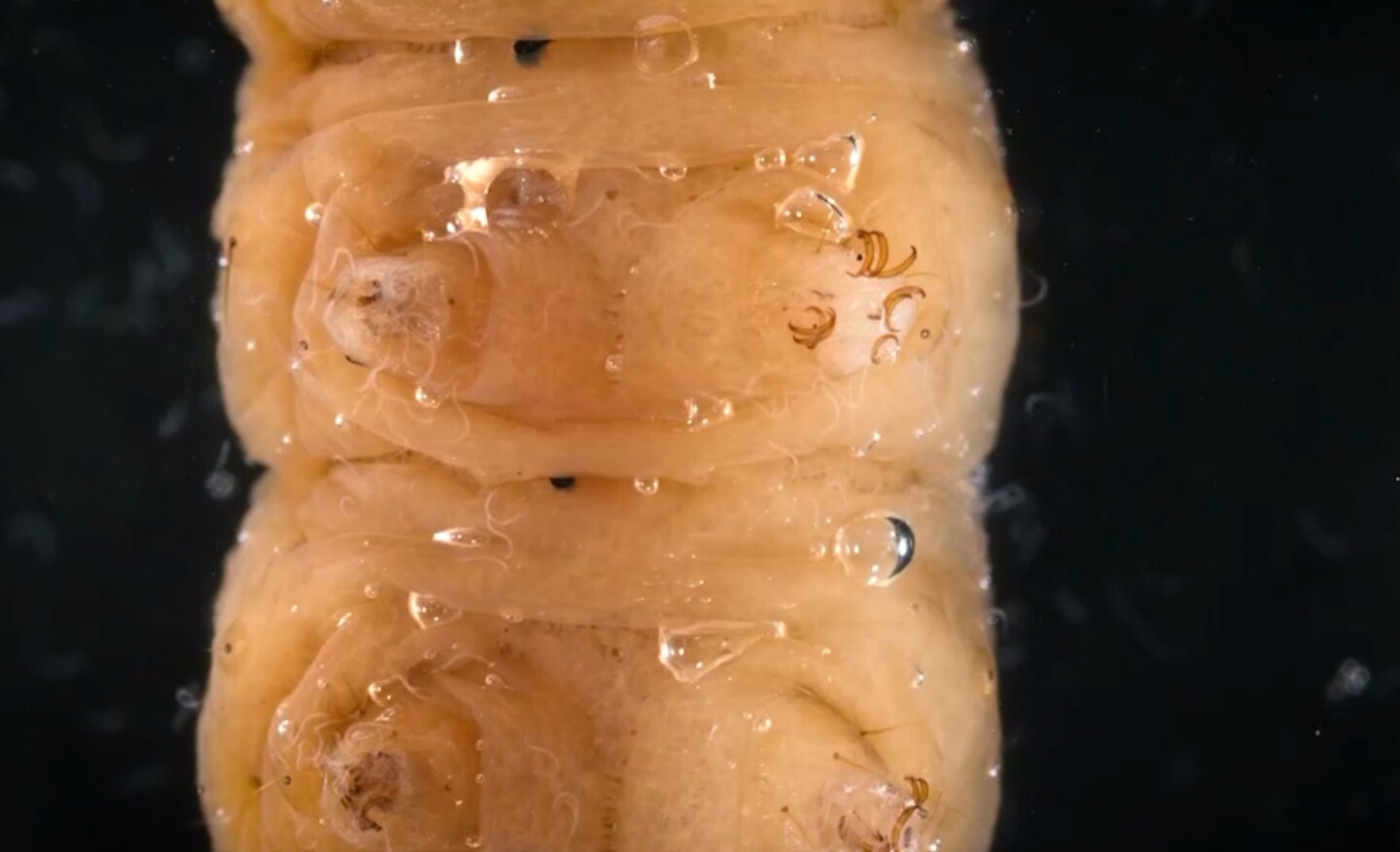 Nematodes emerge from a fall armyworm caterpillar after infecting and killing it