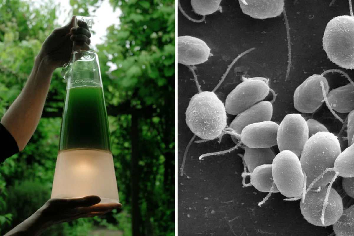 Mike Thompson's algae powered lamp