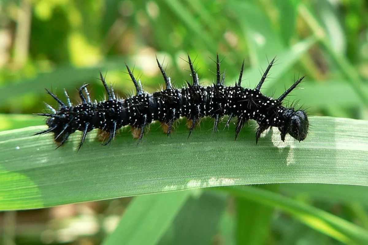 Caterpillars' "gut-sliding" method of locomotion could be applied to soft-bodied robots (Photo: Patrick Clenet)