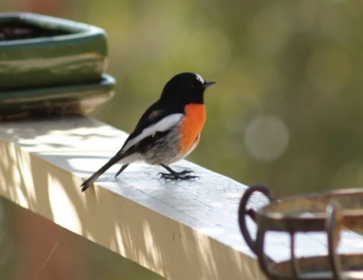 Backyard birdwatching made easy