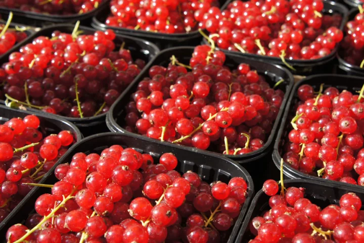 Scientists have discovered that treating fresh produce with ozone increases its resistance to fungal infection (Photo: Noel McKeegan/Gizmag)