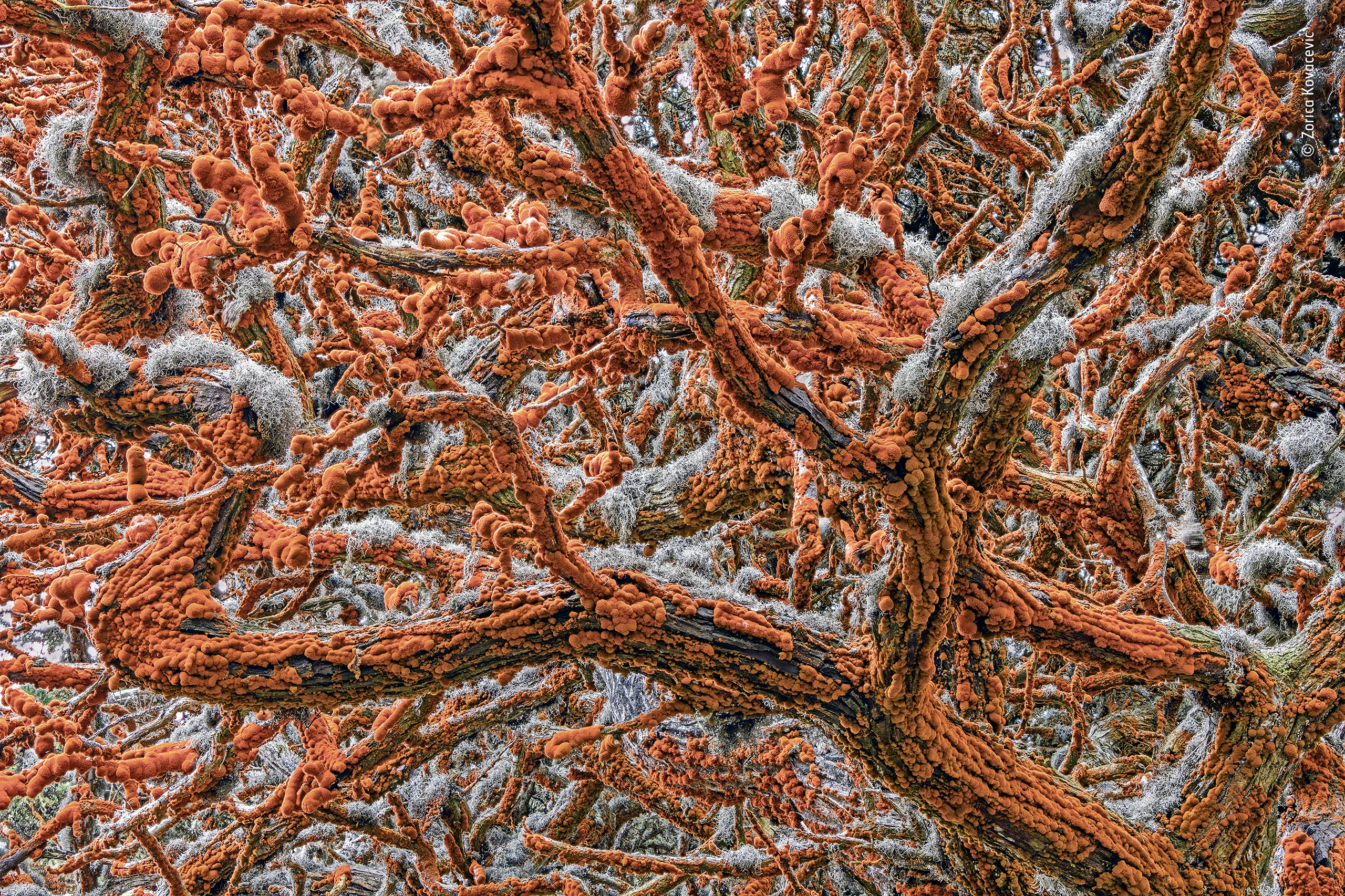 Winner - Plants and Fungi. Festooned with bulging orange velvet, trimmed with grey lace, the arms of a Monterey cypress tree weave an otherworldly canopy over Pinnacle Point, in Point Lobos State Natural Reserve, California, USA