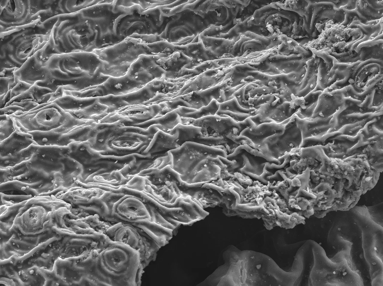 A scanning electron microscope image of a dried black tea leaf, showing its extensive surface area