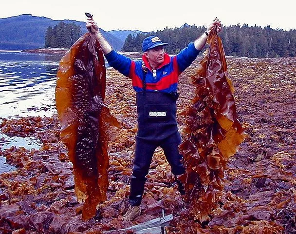 Sugar kelp yields a lot of bio-oil – if you put the heat on (Photo: NOAA)