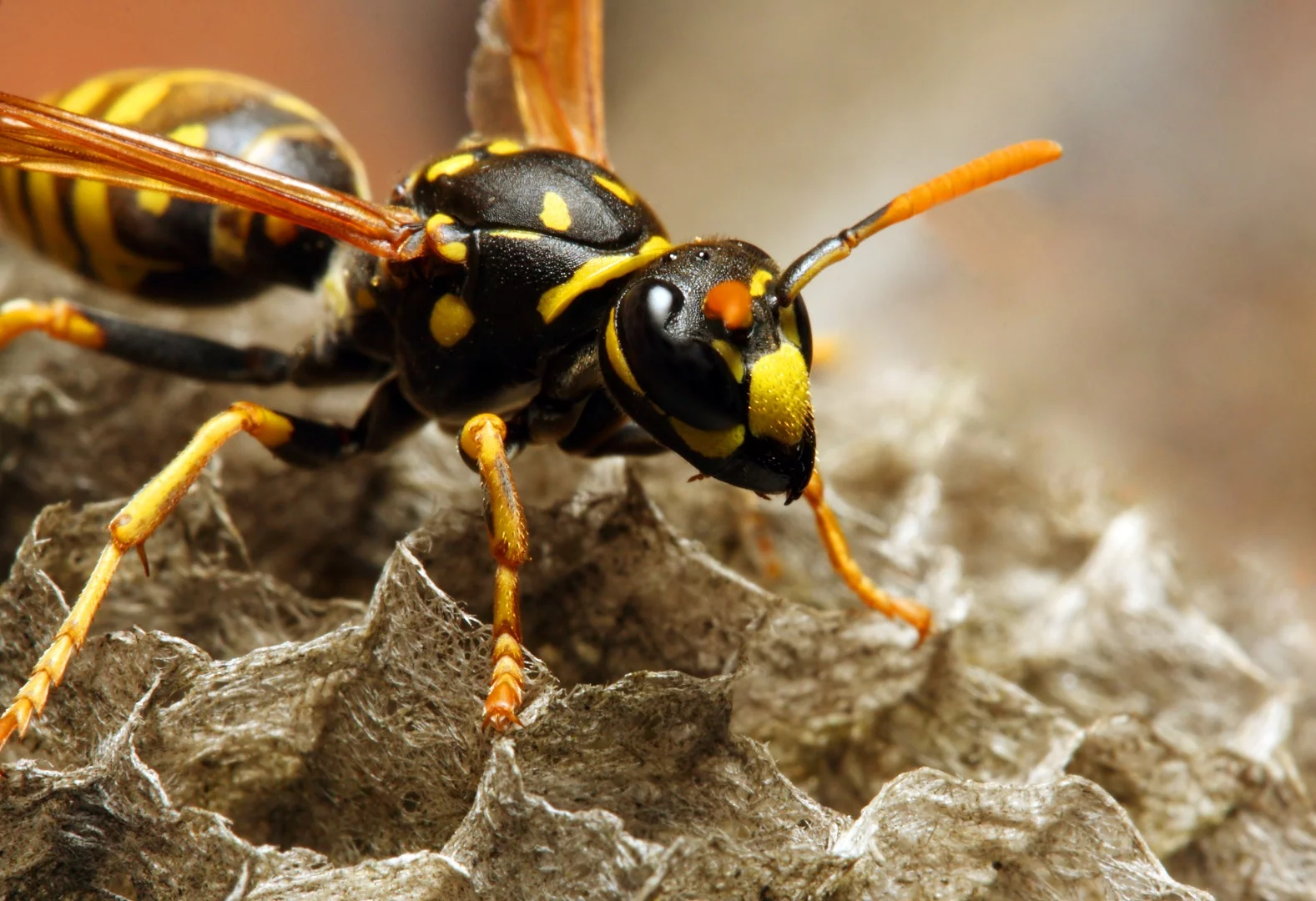 MIT scientists have produced an antibiotic that's derived from wasp venom (although not from the species shown here)