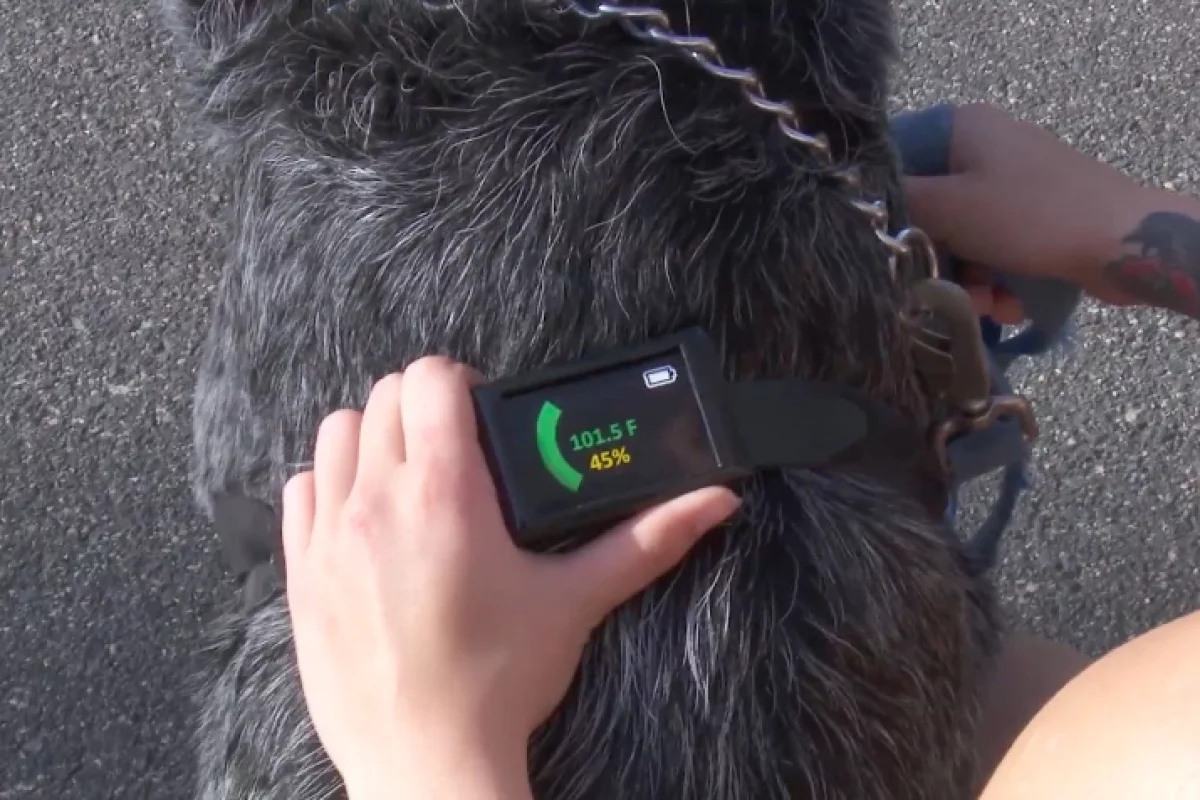 The Dawg Tag contains multiple sensors that measure the dog's body temperature at several locations