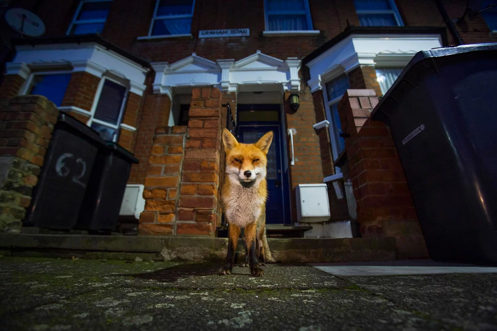 Land Animal – North London. "Urban Fox"