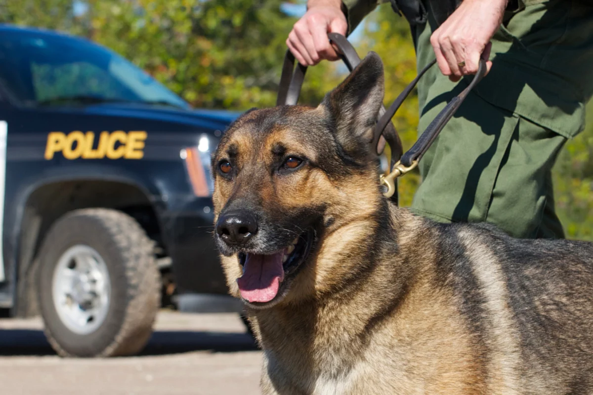 Blueforce's new implant warns police of dangerous internal temperatures (Photo: Shutterstock)
