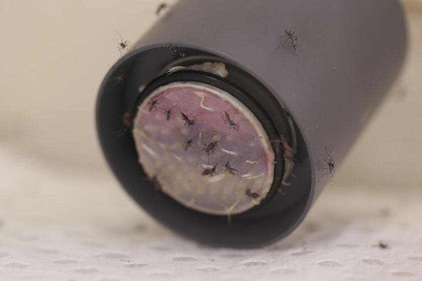 Development of the Zika-resistant mosquitoes was carried out within a quarantined insectary at the CSIRO’s biocontainment facility