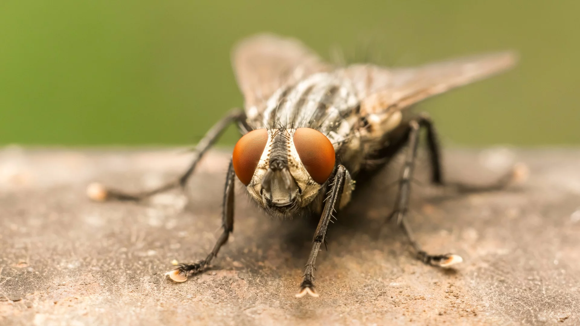 The bacteria-carrying capacity of flies may be worse than we thought, but new research suggests it could be harnessed for a positive use