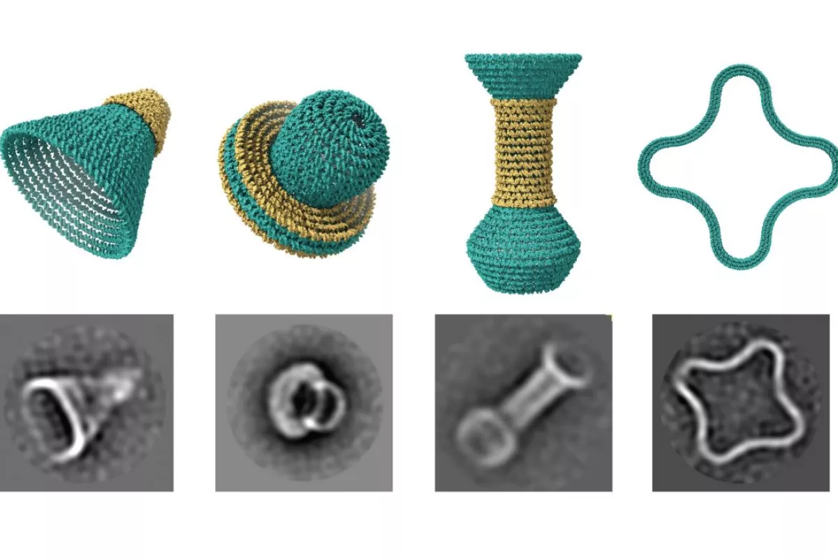 Top row: 3D models of various rounded shapes. Bottom row: Electron microscope images of those same shapes made with DNA