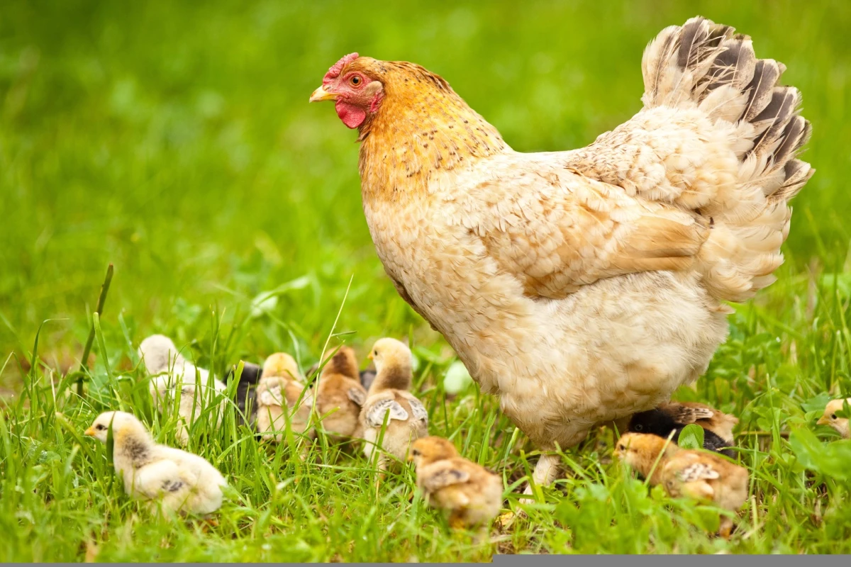A new study suggests that Christian religious practices influenced the evolution of our modern chicken