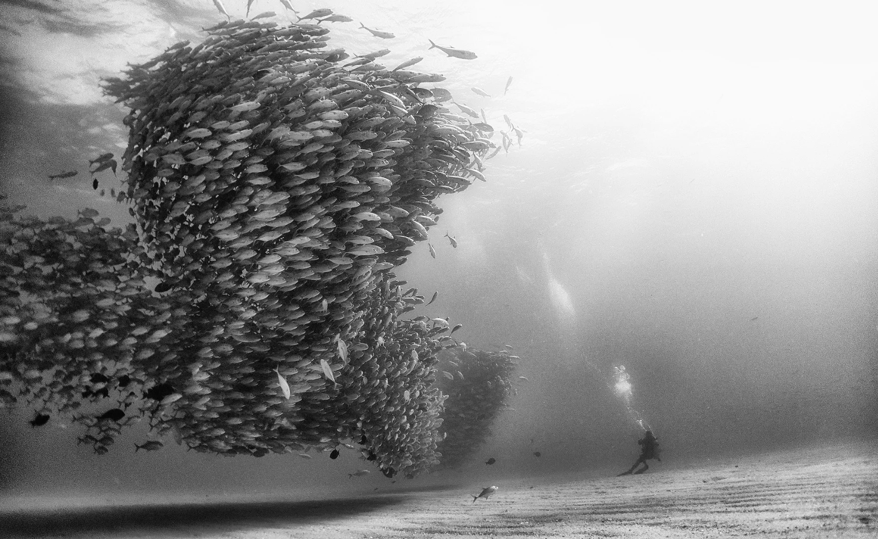 Tornado – silver jacks forming a tornado shape in Cabo Pulmo, Mexico