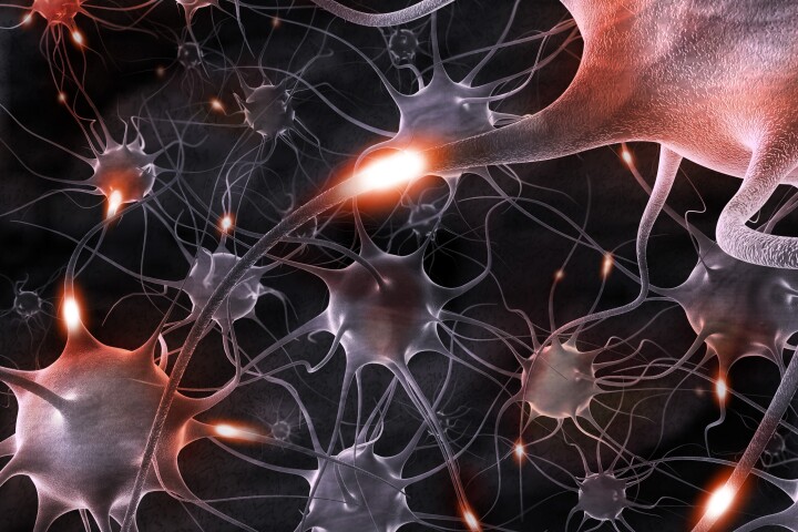 A study has found all variants of the SARS-CoV-2 virus can travel into the brain and spread from neuron to neuron regardless of how severe the acute disease is