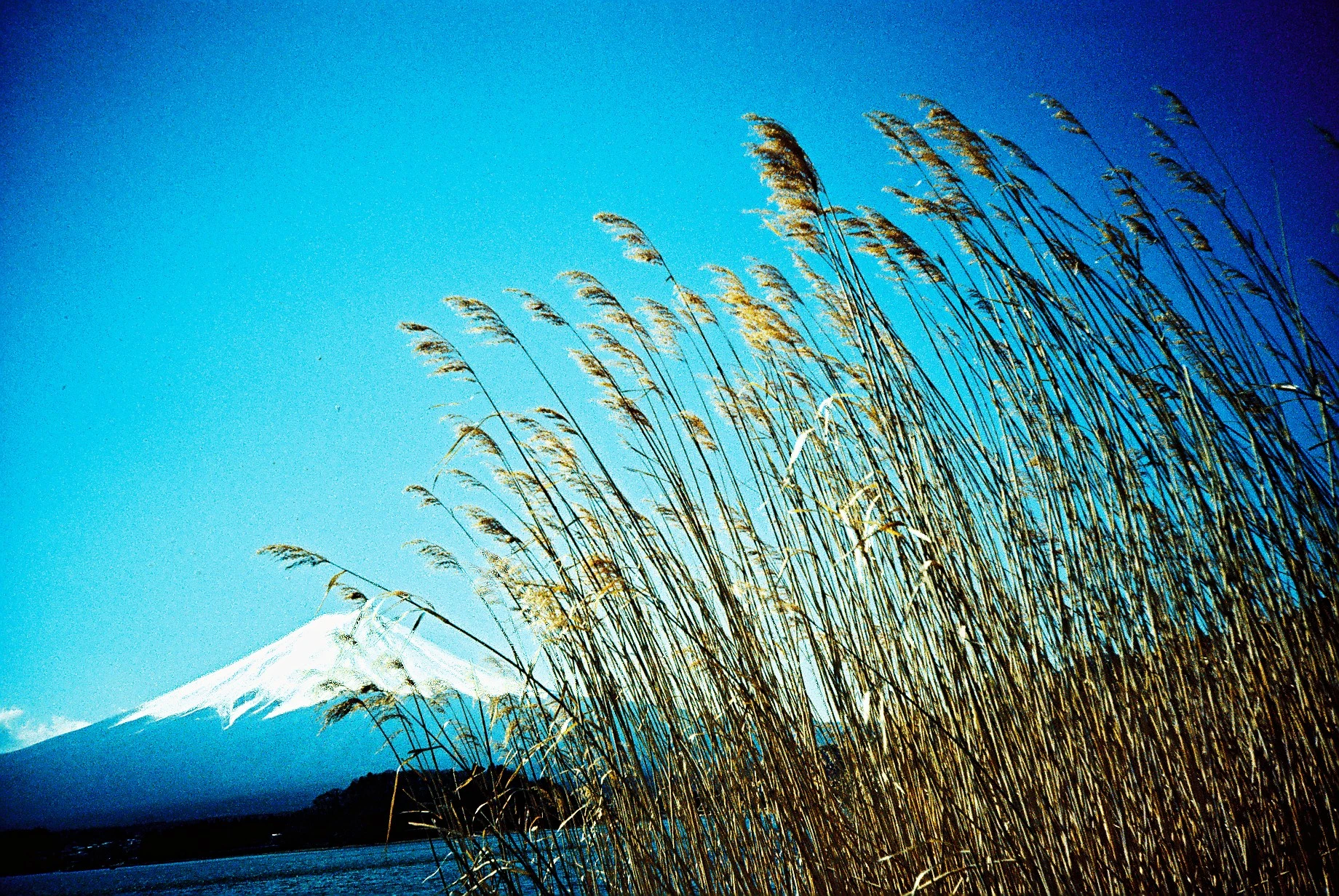 Images shot with the Lomo LC-A Minitar-1 Art Lens feature signature vignetting