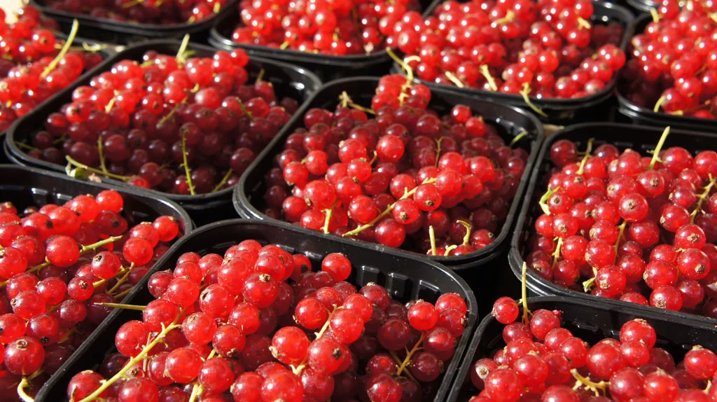 Scientists have discovered that treating fresh produce with ozone increases its resistance to fungal infection (Photo: Noel McKeegan/Gizmag)