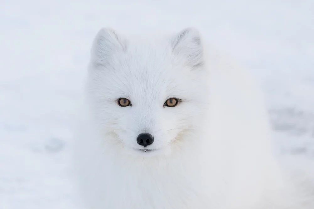Winner of 1st place in the Amateur Wildlife/Animals category: Anthony Lau - A Winter's Encounter. Off the coast of Churchill in Canada, a small band of curious Arctic Foxes