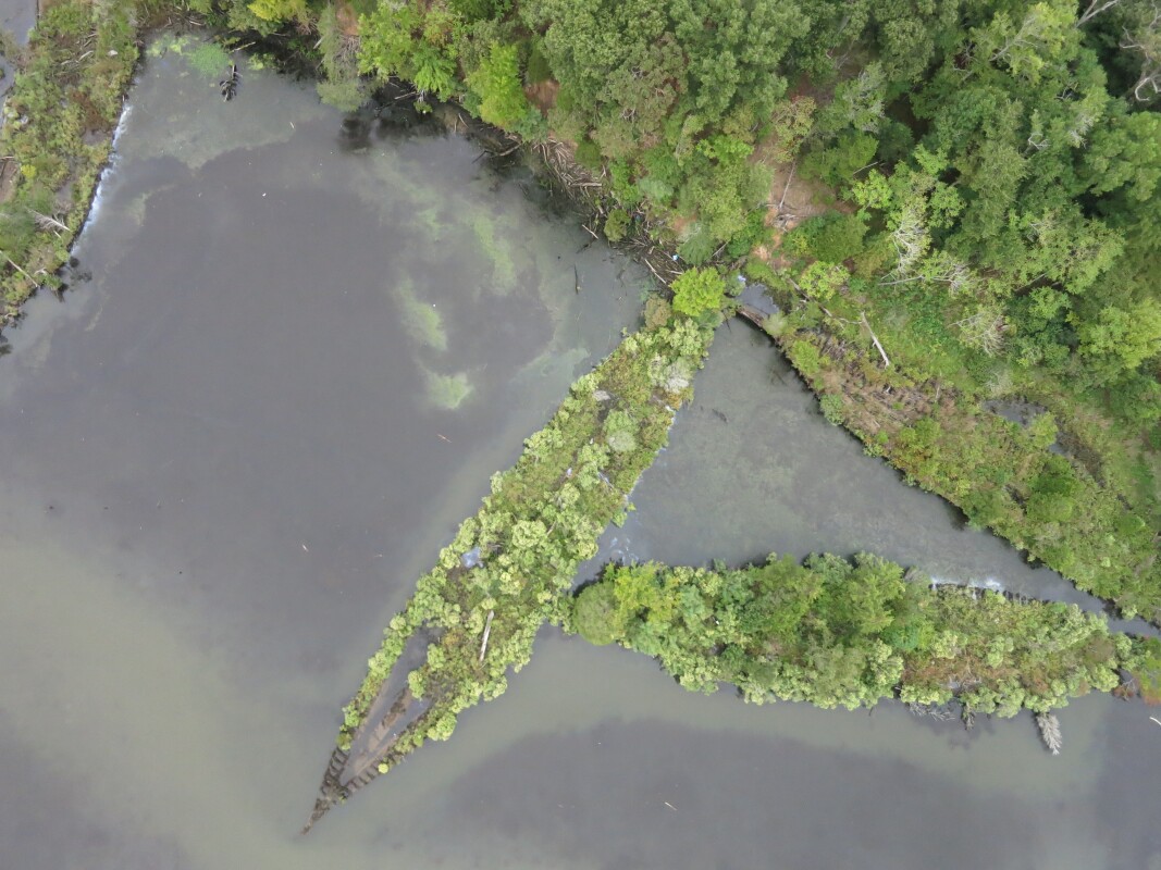 Dumped World War munitions and sunken ships serve a wild new purpose