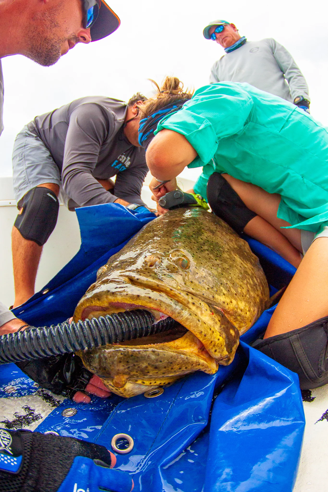 For the study, a team from Florida Atlantic University captured six of the groupers from a canal on Florida's Hutchinson Island