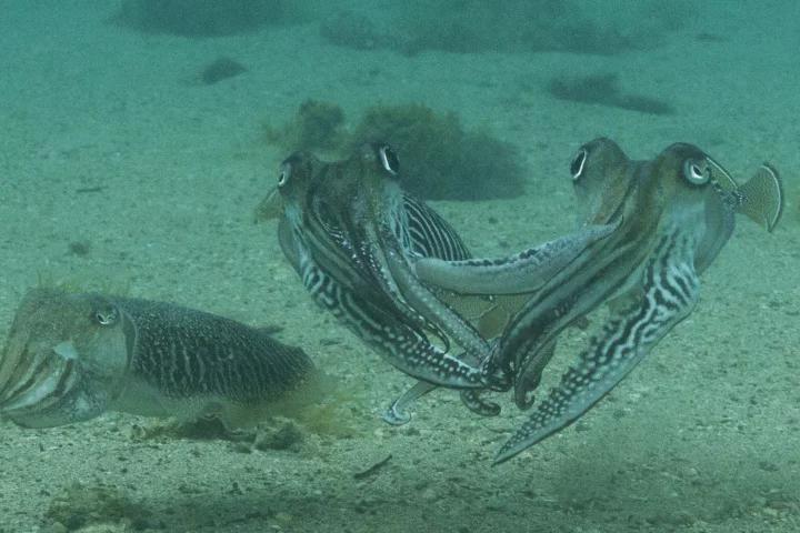Hands off: for the first time, researchers have captured footage of how vicious male cuttlefish can be when it comes to protecting their mate (left) from intruders