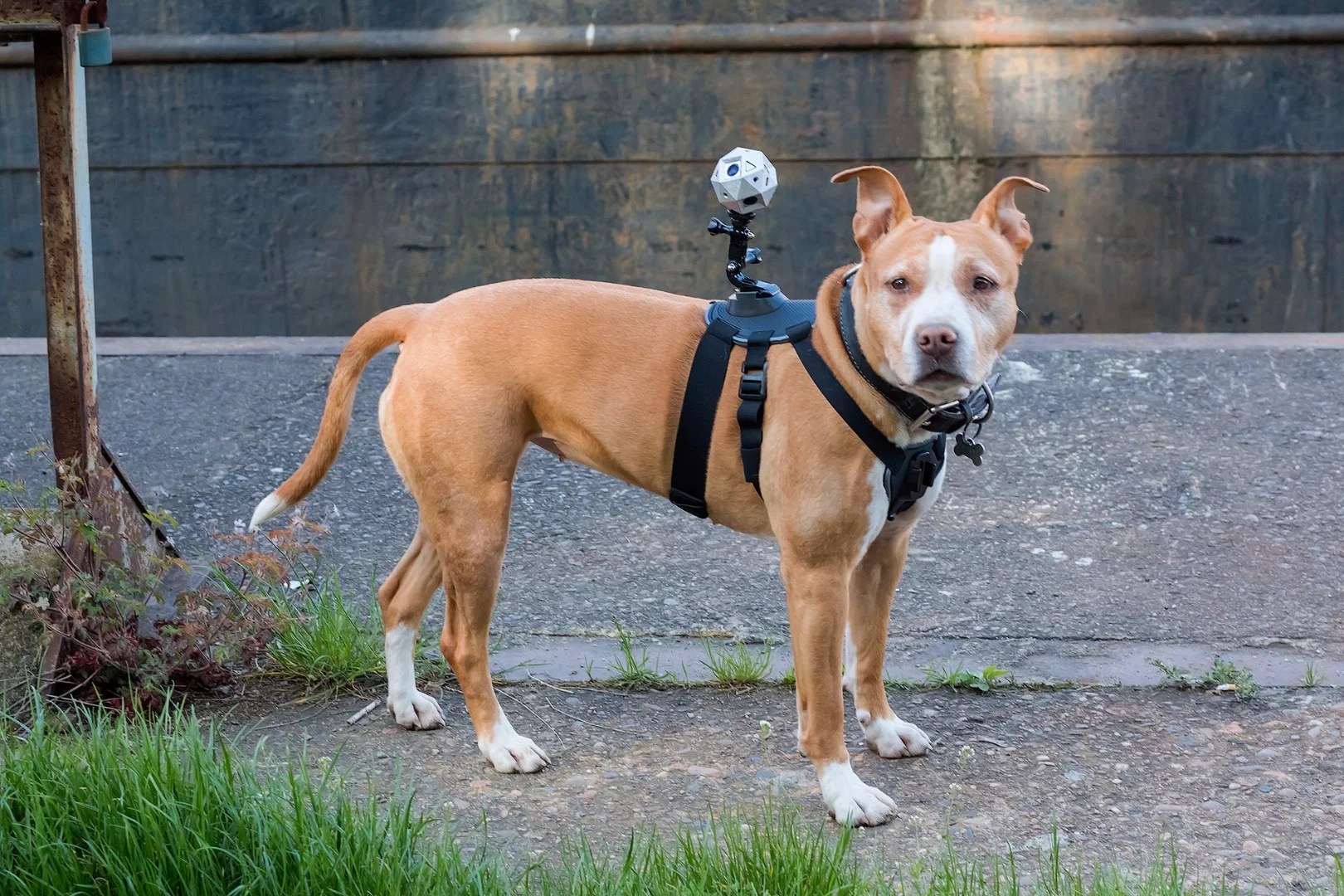 The Sphericam 2's footage can be viewed later on in VR headsets such as Oculus Rift and Gear VR, or alternatively a PC or tablet