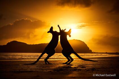 Down Under delights in the Aus Geo Nature Photographer of the Year Awards