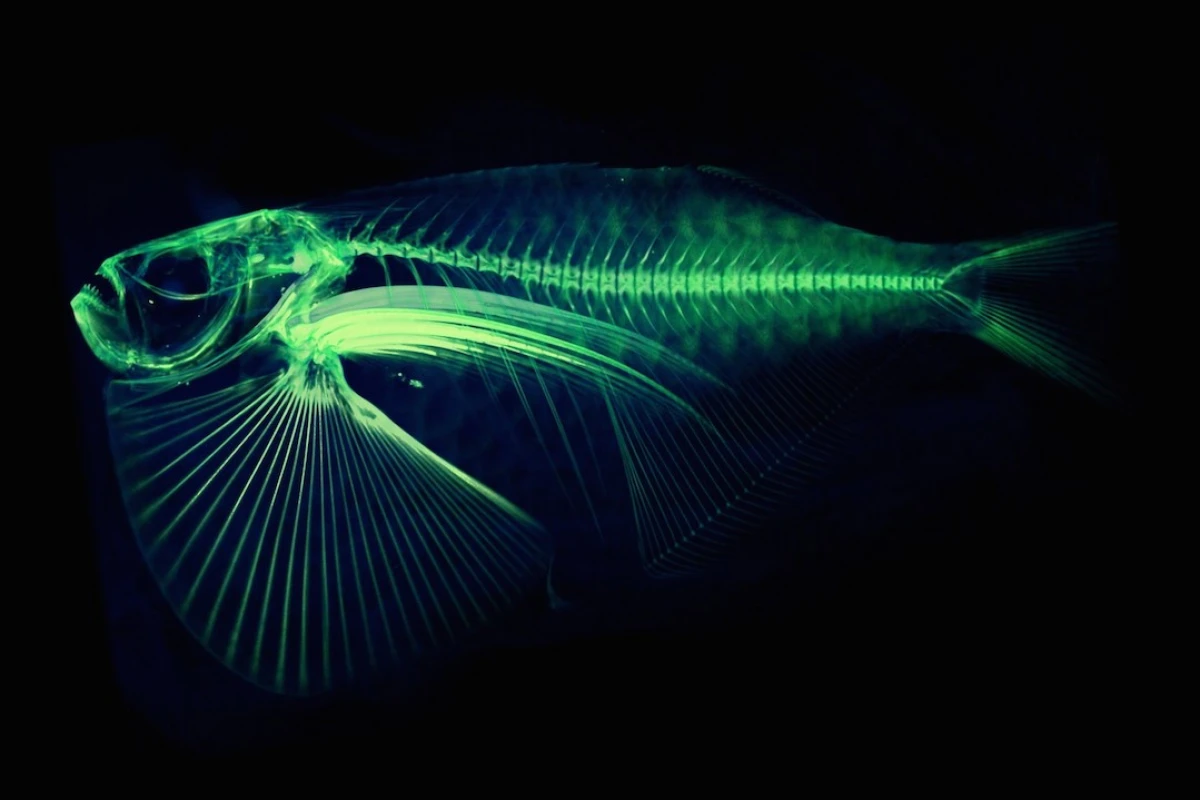 A professor at the University of Washington wants to digitally scan every fish species in the world, creating free, 3D-printable models