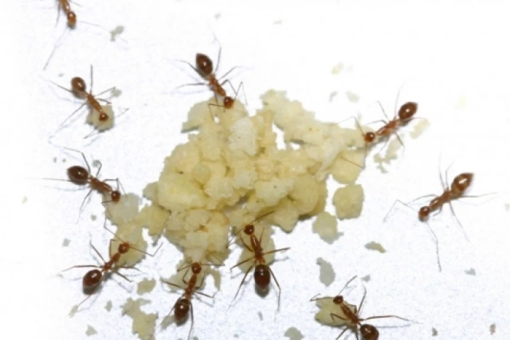Yellow crazy ants Image: CSIRO