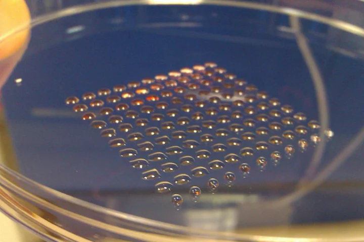 The human embyonic stem cells printed using the new valve-based technique developed at Heriot-Watt University