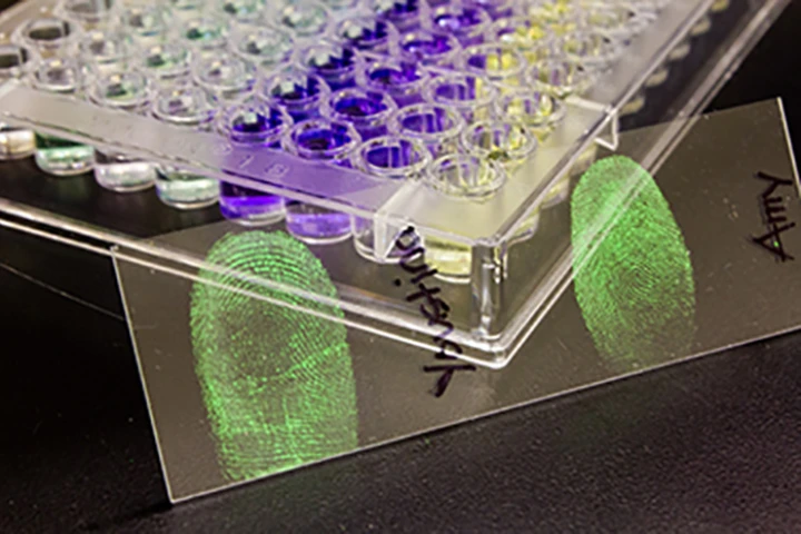Scientists have developed a technique that distinguishes between male and female fingerprints