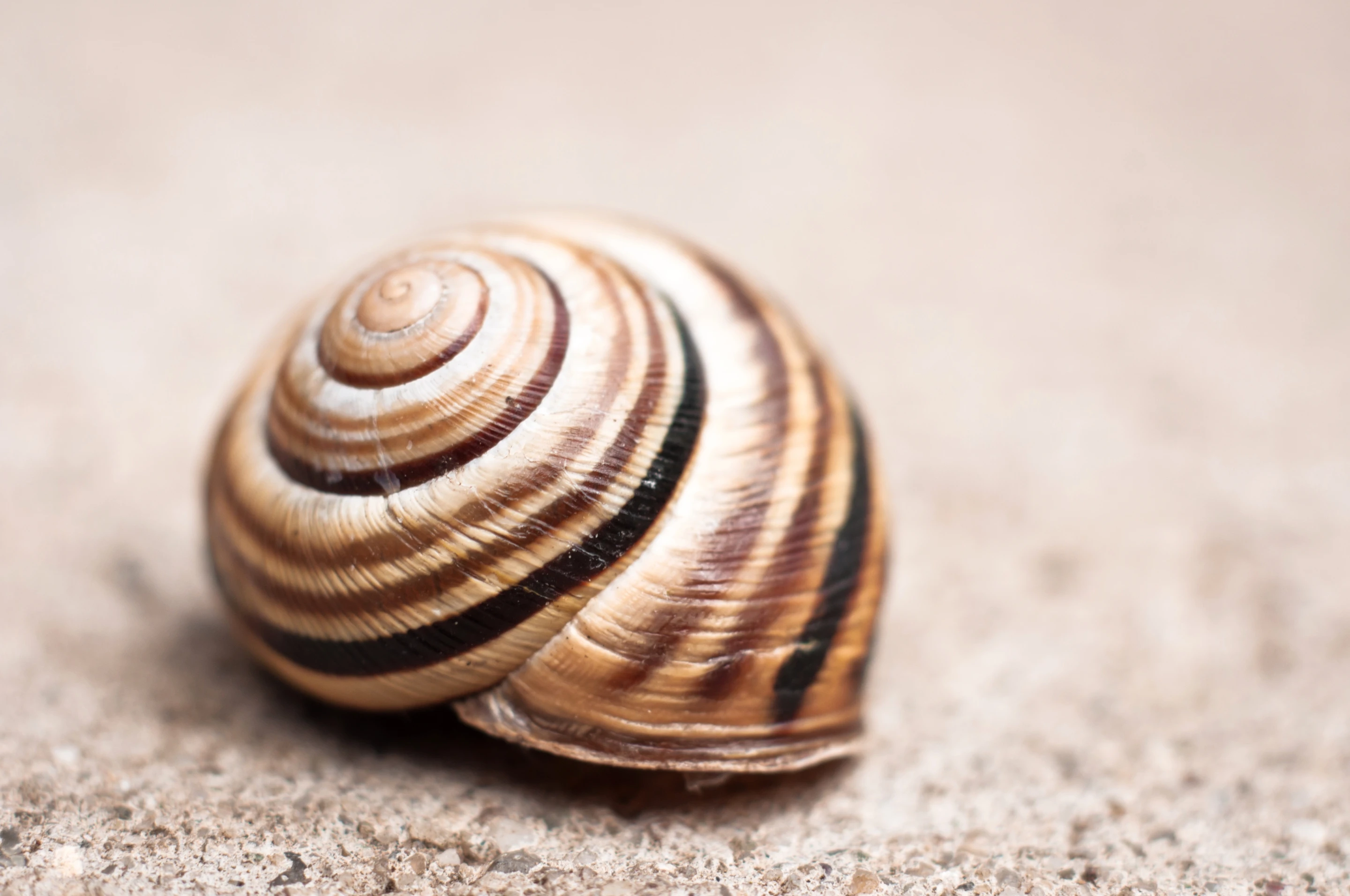 The way snails control the growth of their shells has provided inspiration for a new approach to making lithium-ion batteries (Photo: Shutterstock)