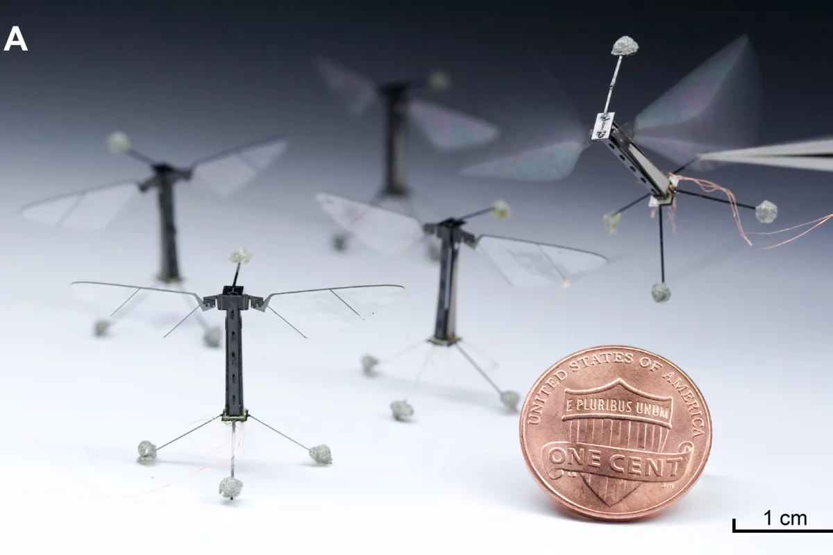 Harvard's RoboBees could one day work together in search and rescue operations (Photo: Kevin Ma and Pakpong Chirarattananon)