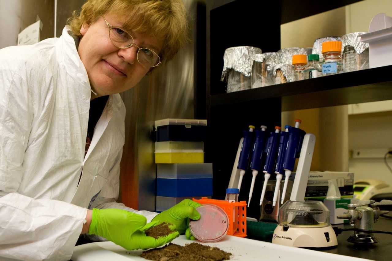 Pathogen expert Ariena van Bruggen analyzes compost for Salmonella