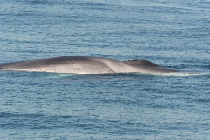 After being deployed last month, the buoy quickly started picking up the sounds of fin whales