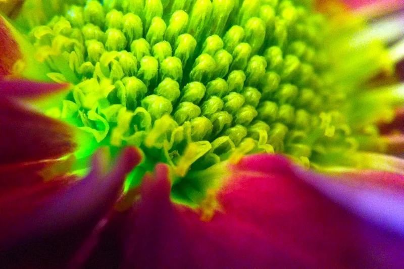 The Macro Cell Lens Band captures detailed macro images