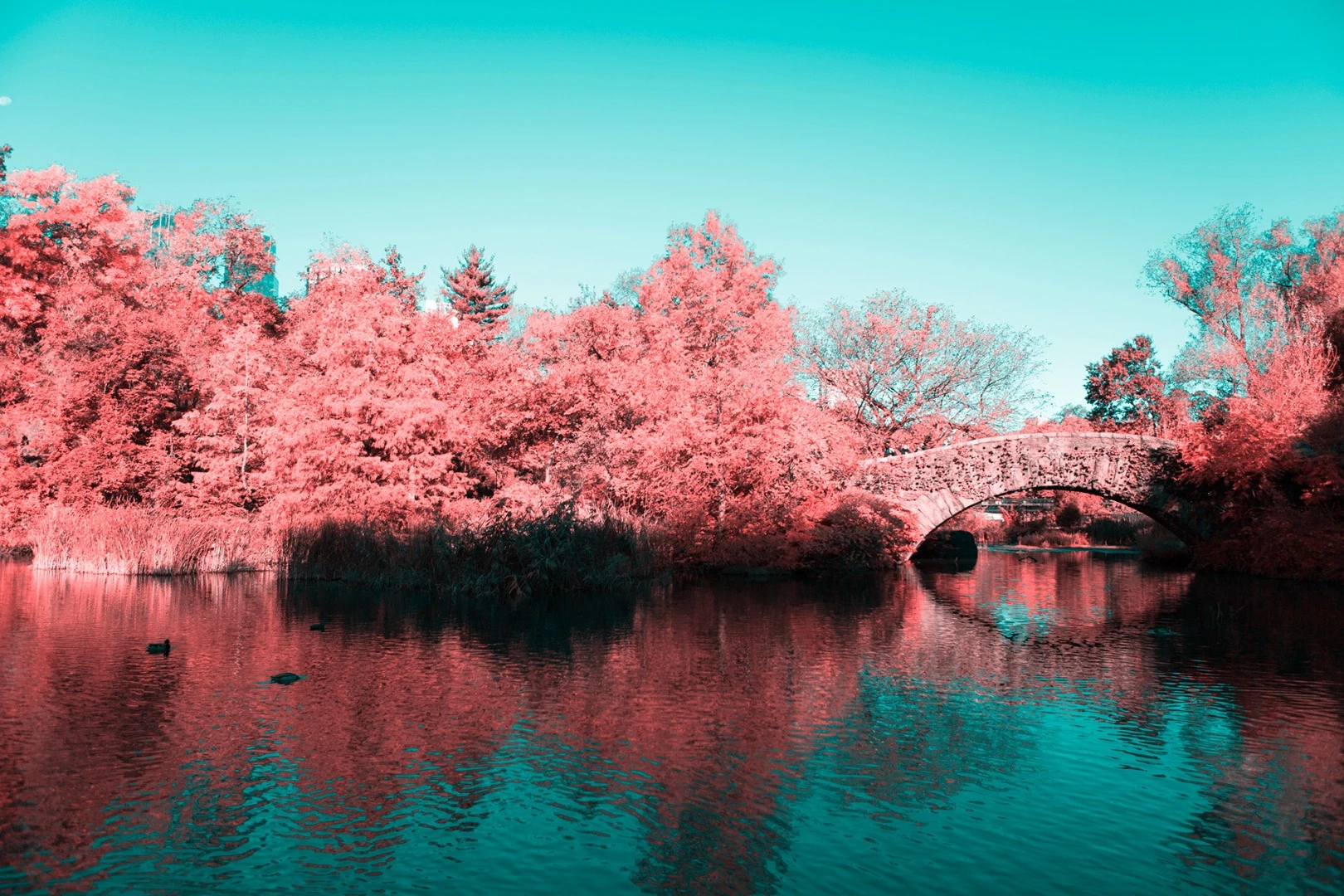 Paolo Pettigiani's series Infrared NYC is a glorious examination of New York's Central Park that uses infrared filters to transform the greenery into a pink and red wonderland